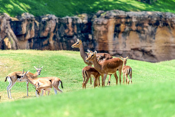 African Impala (Aepyceros Melampus) Antelope