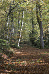 autumn in french undergrowth