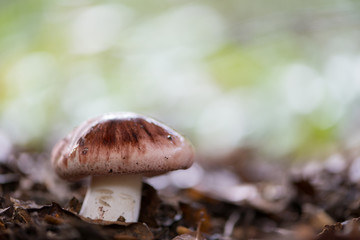 Landscape with mushrooms
