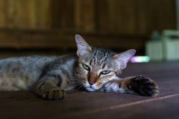 Cat breeds thailand