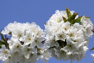 fioritura di ciliegio, vignola, modena