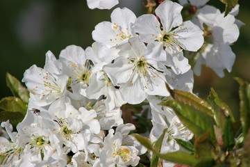 fioritura di ciliegio, vignola, modena