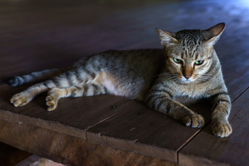 Thai cat