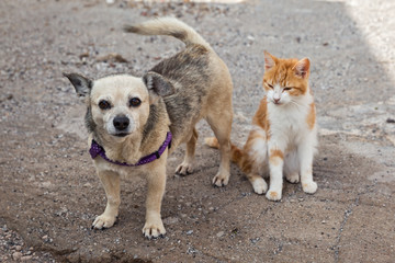 Fototapeta premium cat and the dog on the street