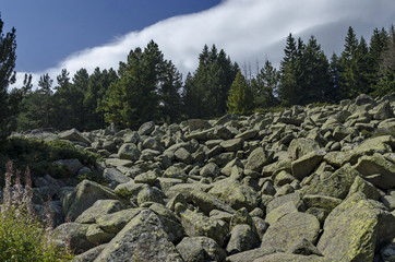 Unique stone river big granite stones on rocky river in the Vitosha National Park Mountain , Bulgaria 