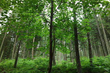 Obraz premium In the wood