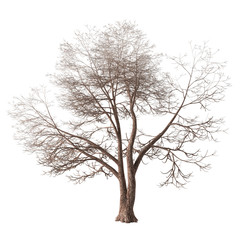 Winter tree with a forked trunk and long bare branches. Isolated on white background with clipping path included. 3D rendering.