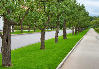 Fototapeta na wymiar Row of trees on the lawn, who share a highway and pavement