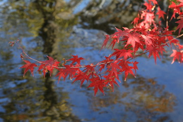 モミジの紅葉