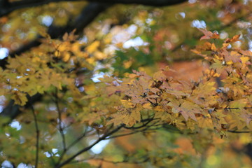 モミジの紅葉