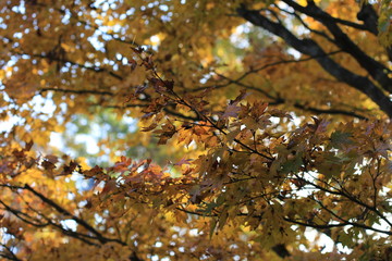モミジの紅葉