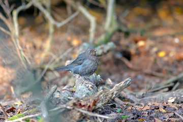 beautiful colorful little birds
