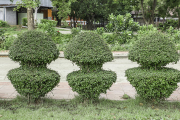 Green trees in park