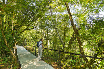 A walk in the forest