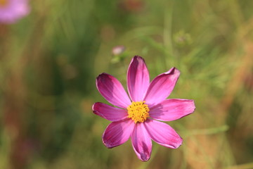 綺麗なコスモス