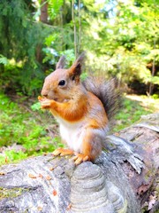 Cute squirrel eating in a forest