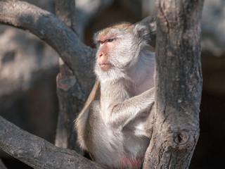 Macaque monkey in the jungle of Sam Roi Yot National Park south of Hua Hin in Thailand
