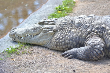 Crocodile