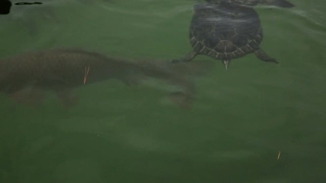 tortoise and fish in water of pond area