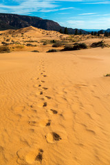 Coral Pink Sand Dunes State Park Utah