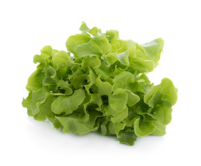 Green oak lettuce isolated on white background