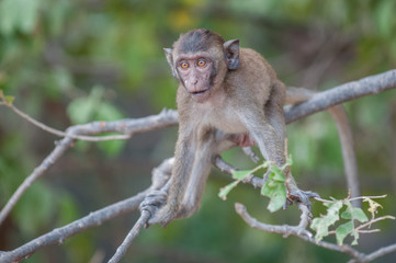 Young macaque monkey in the jungle of Sam Roi Yot National Park south of Hua Hin in Thailand