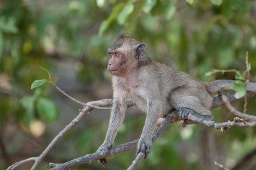 Naklejka na ściany i meble Macaque monkey in the jungle of Sam Roi Yot National Park south of Hua Hin in Thailand