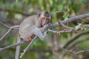 Macaque monkey in the jungle of Sam Roi Yot National Park south of Hua Hin in Thailand