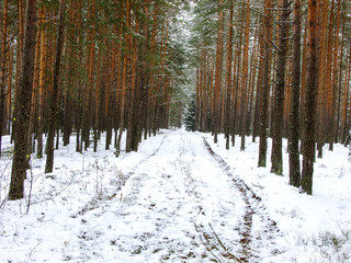 Naklejka premium Snowy Road in Forest