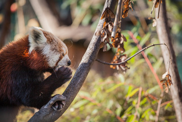 Fototapeta premium Red Panda eating in the zoo