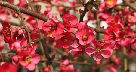 Fleurs de cognassier du Japon