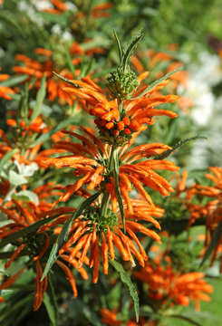 Leonotis leonurus