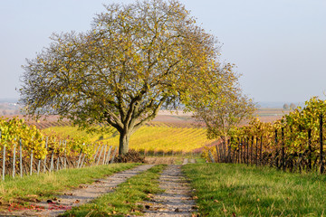 Nussbaum im Weinberg