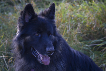 portrait of old german shepherd dog