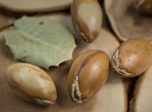 Moroccan argan nuts on wooden background close-up