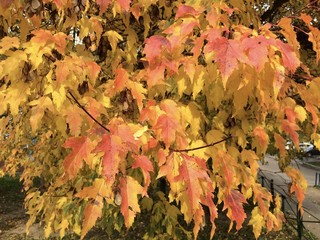 Autumn leaves