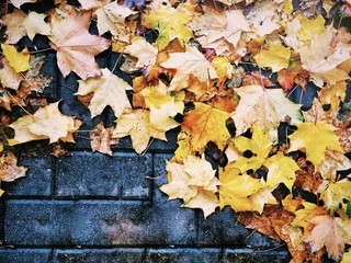Autumn leaves 