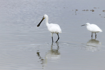 Eurasian spoonbill, Platalea leucorodia