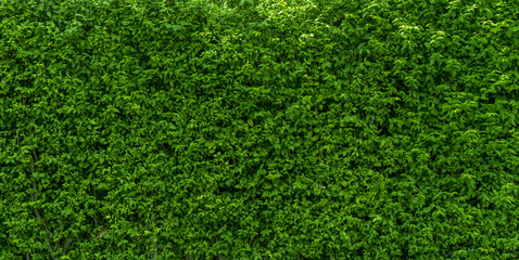 tree wall green colour  background