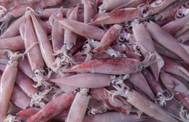 Frische Tintenfische zum Verkauf am Fischmarkt.