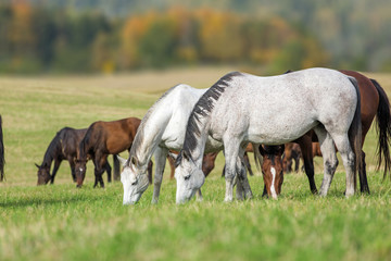 Obraz na płótnie Canvas Herd of horses grazing grass.