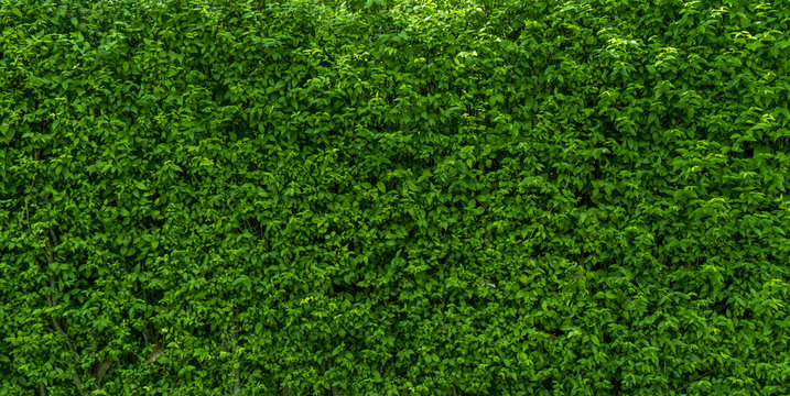 Tree Wall Green Colour  Background