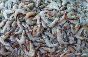 Frische Garnelen am Fischmarkt.