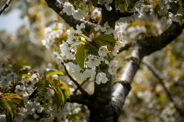 Kirschblüte