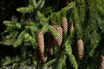 pine cones on a branch.