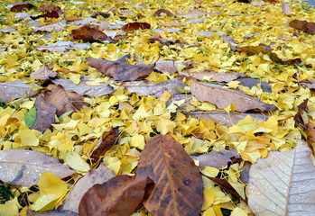 Nasses Laub auf dem Boden