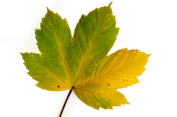 yellowing maple leaf Isolated on white background