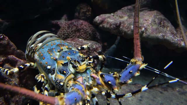 Colourful Iobster under water
