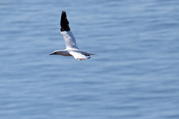 Morus bassanus