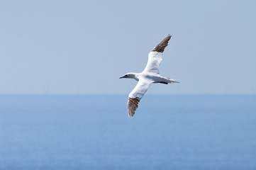 Morus bassanus